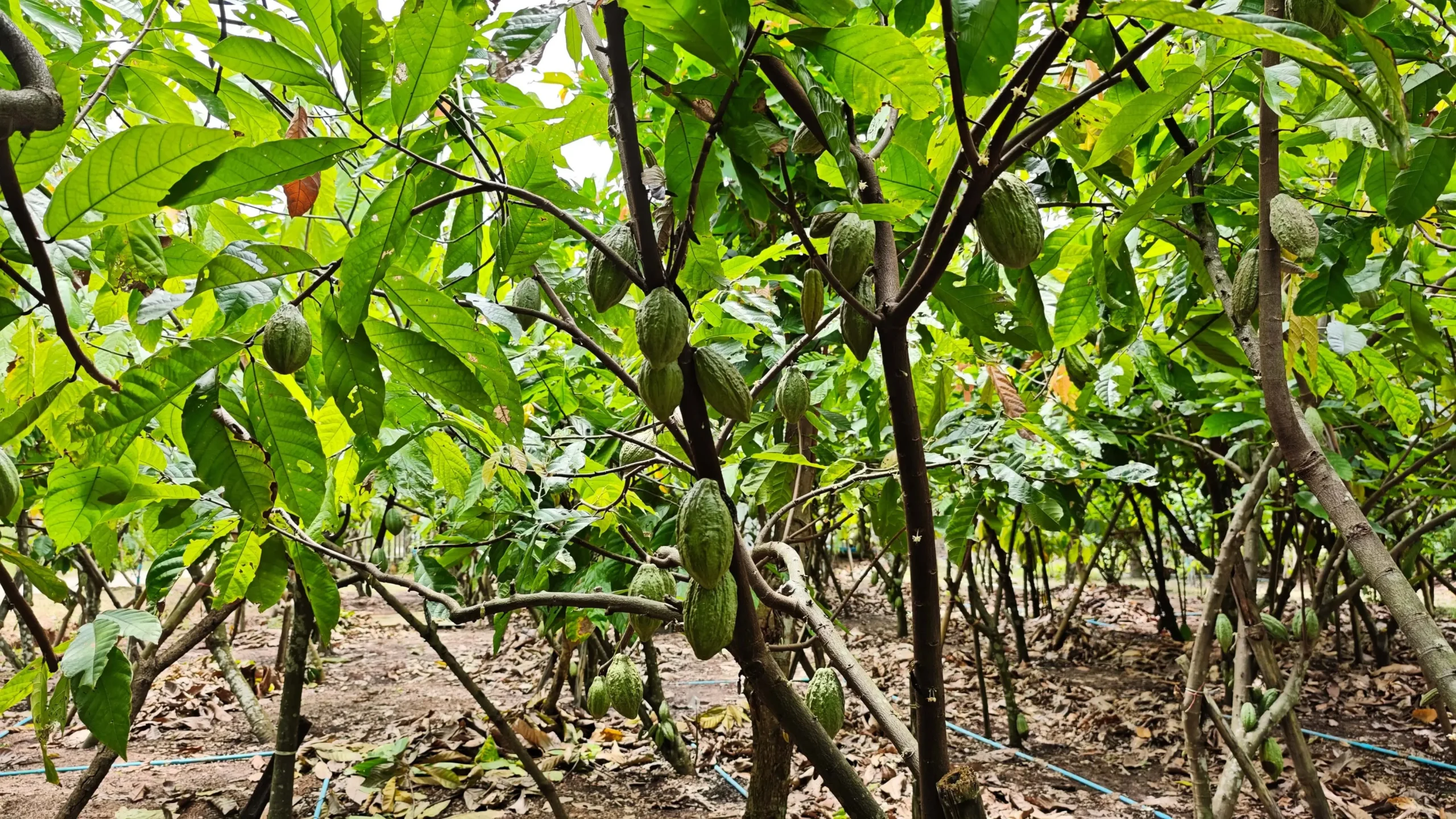 Kv z V eobecn Znalosti Kter Zvl dne Jen Star Generace Mlad 40 