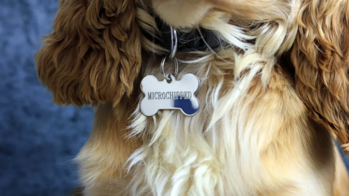 psí obojek se jmenovkou