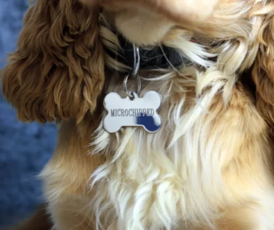 psí obojek se jmenovkou