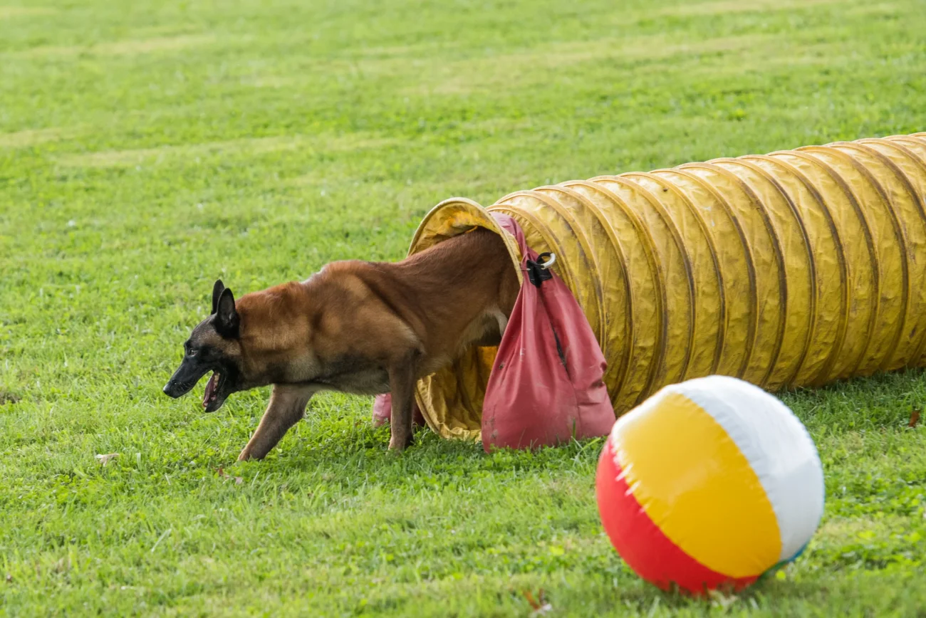 pes vybíhá z tunelu