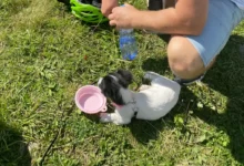 pes leží na trávě a pije z misky vodu