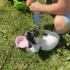 pes leží na trávě a pije z misky vodu