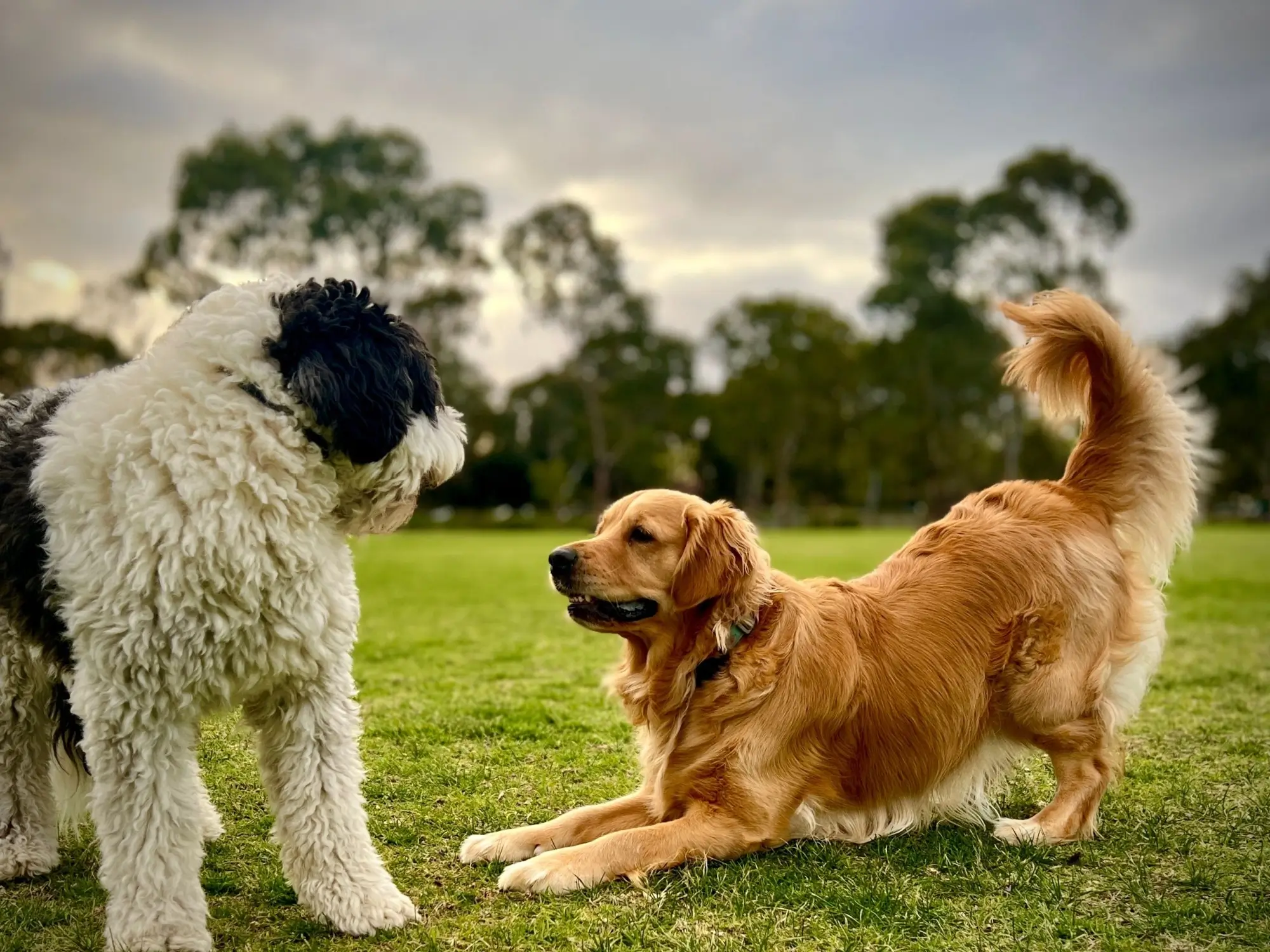 Shutterstock_2517523731 | TVGURU.cz psi si hrají