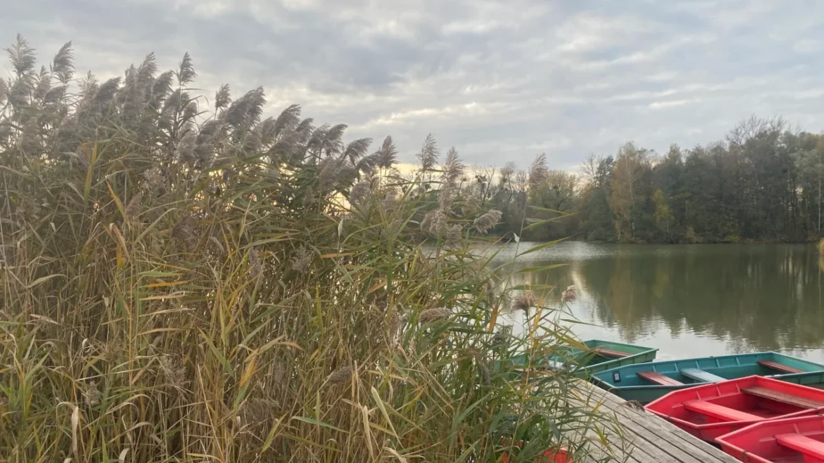 příroda a rybník na podzim a v zimě