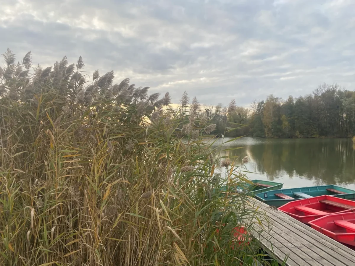 příroda a rybník na podzim a v zimě