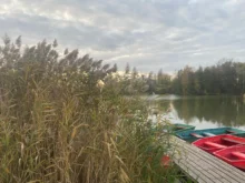 příroda a rybník na podzim a v zimě