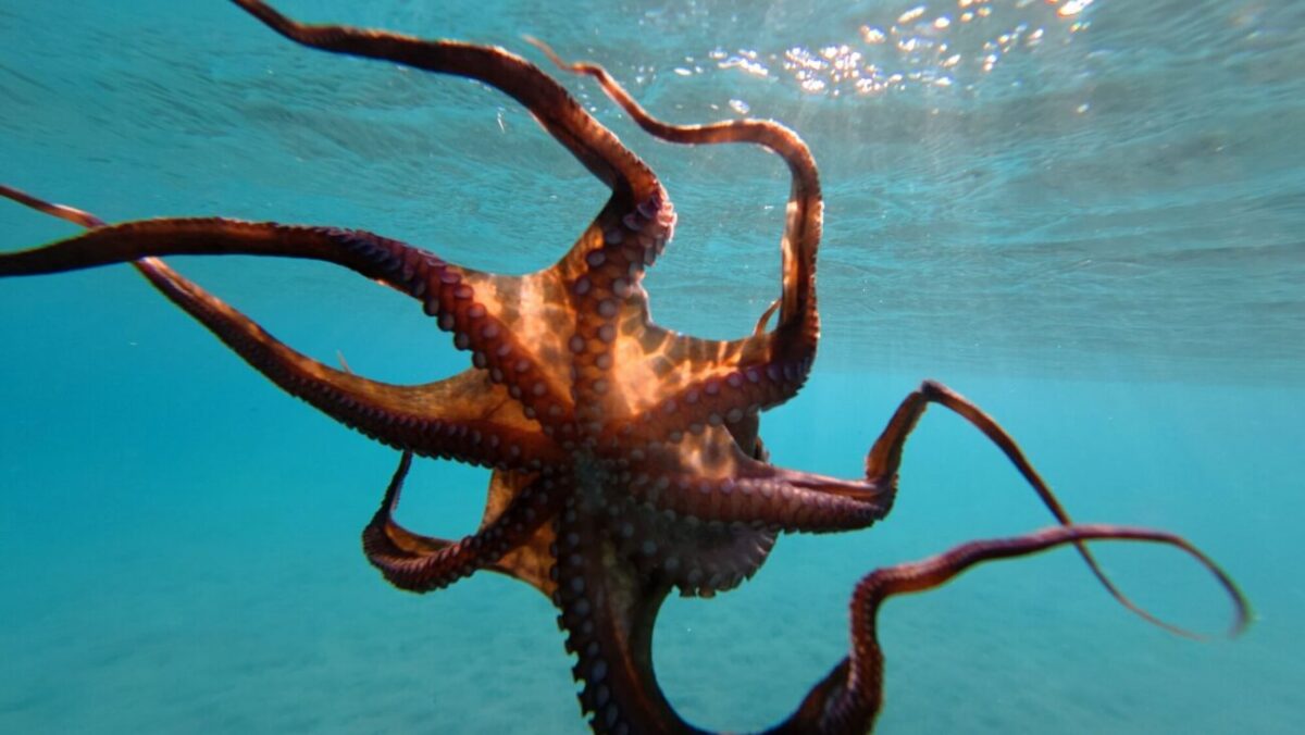chobotnice v moři