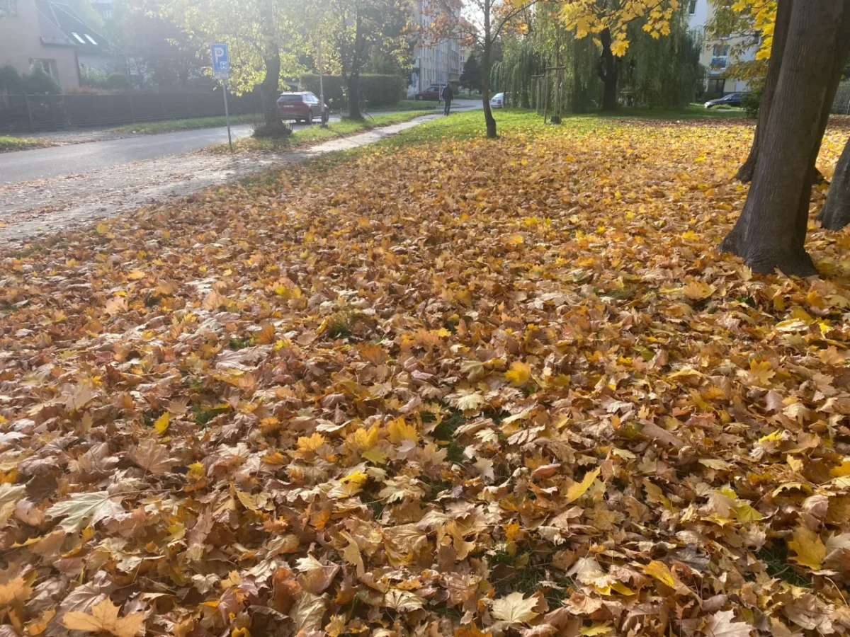 listí na podzim 2025 na zemi