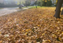 listí na podzim 2025 na zemi