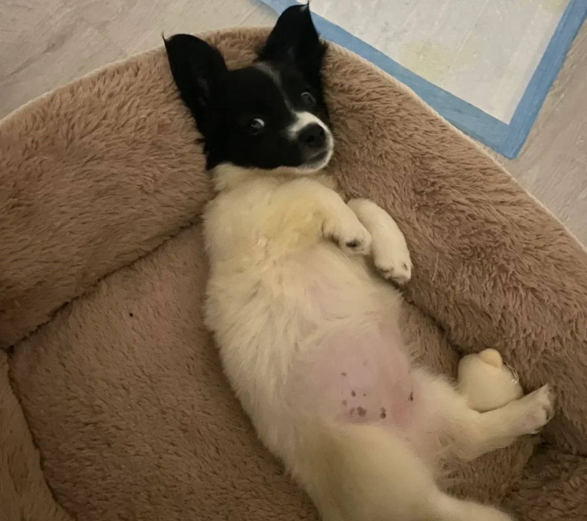 štěně leží v pelíšku