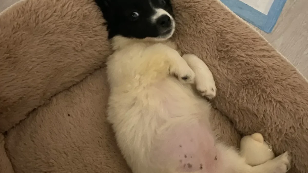 IMG_1807 štěně leží v pelíšku