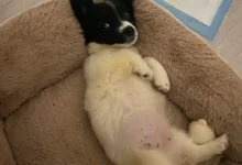 štěně leží v pelíšku