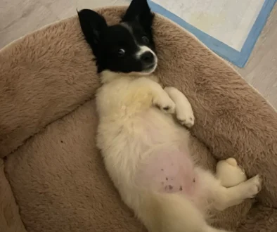 štěně leží v pelíšku