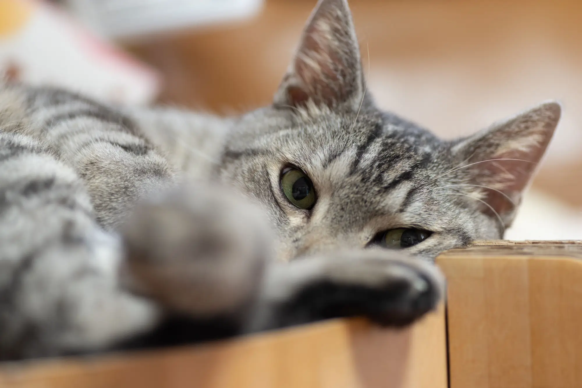 Zvíře, co polehává, může být nemocné