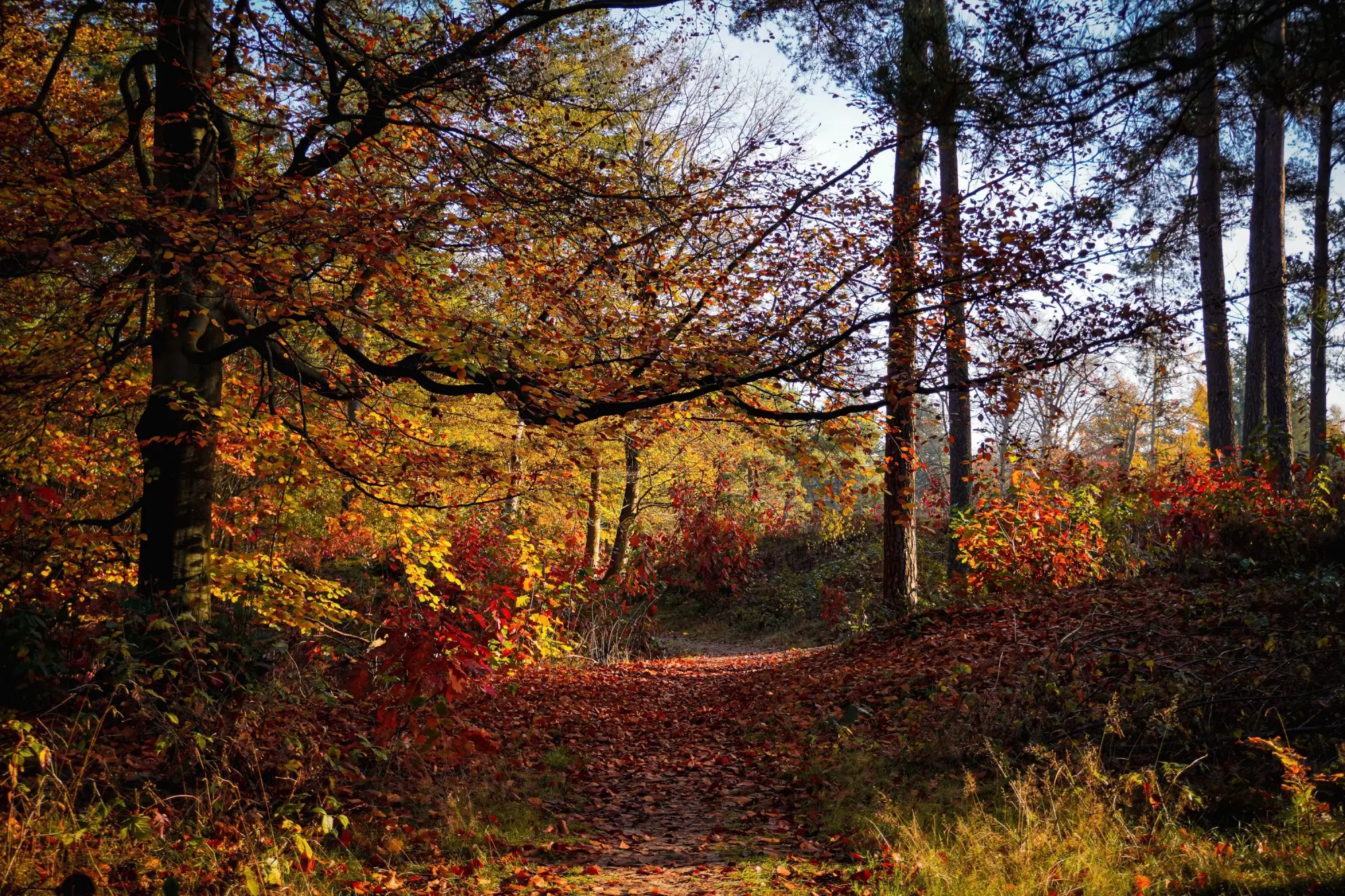 Užijme si ještě pár posledních slunečných podzimních chvil | TVGURU.cz Užijme si ještě pár posledních slunečných podzimních chvil