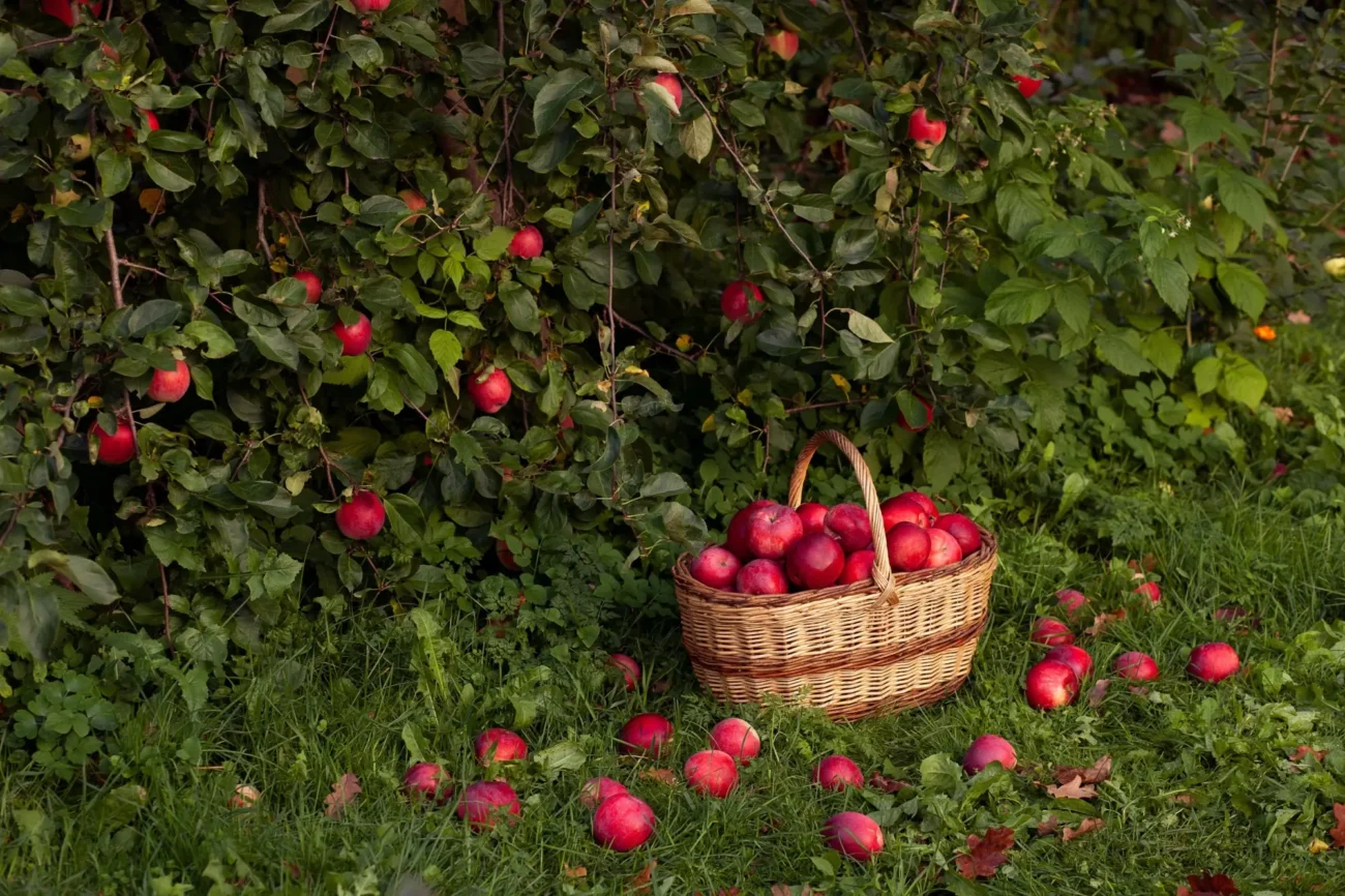 Shutterstock_2634183281 | TVGURU.cz keř s jablky