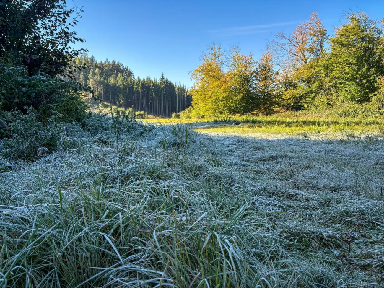 Shutterstock_2686707329 | TVGURU.cz namrzlá tráva