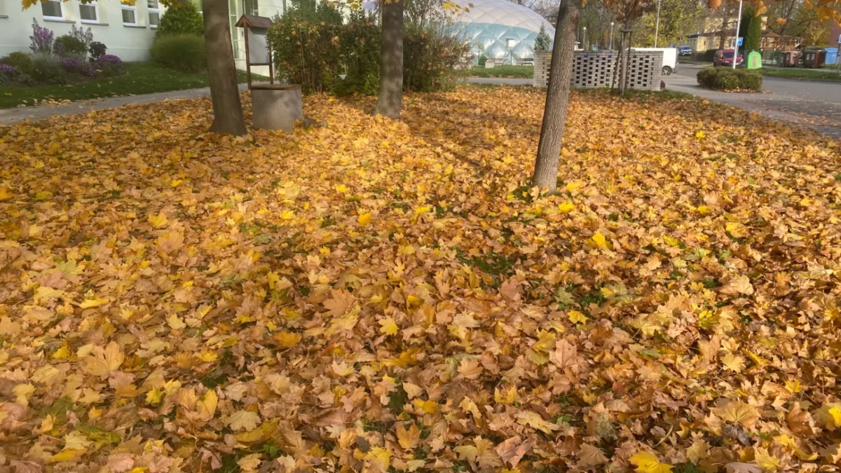 zlaté podzimní listí v parku