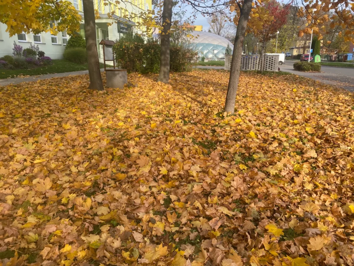 zlaté podzimní listí v parku