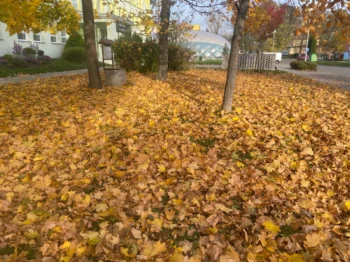 zlaté podzimní listí v parku