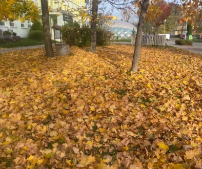 IMG_3479 2 zlaté podzimní listí v parku