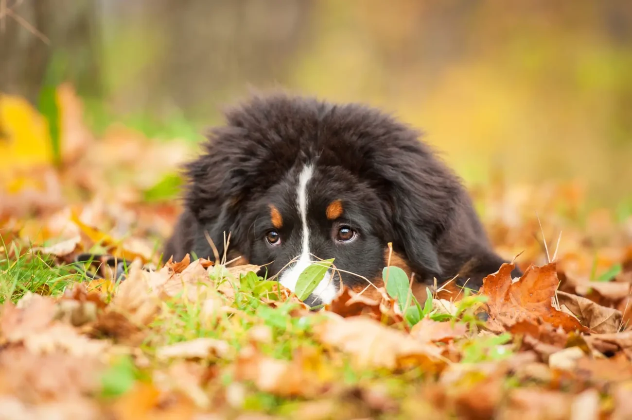 shutterstock_227536066-2 | TVGURU.cz V listí leží bernský salašnický pes.