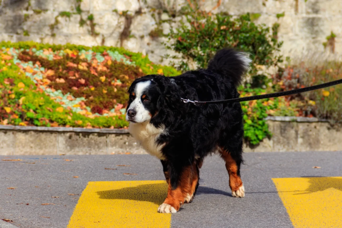 shutterstock_2328179389-2 | TVGURU.cz Salašník se venku prochází.