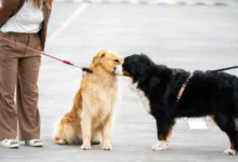 Pejsci se venku očichávají.