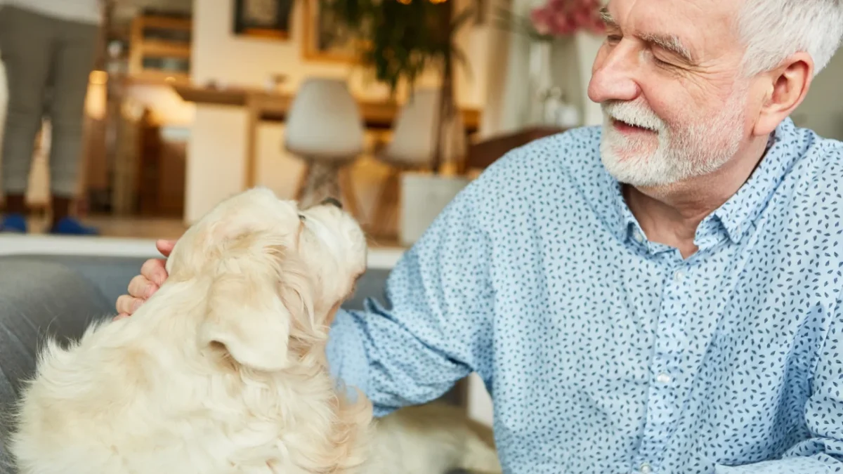 Senior v modré košili a jeho zlatý retrívr: hledí na sebe spokojeně (záběr zblízka)