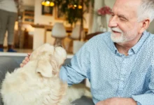 Senior v modré košili a jeho zlatý retrívr: hledí na sebe spokojeně (záběr zblízka)