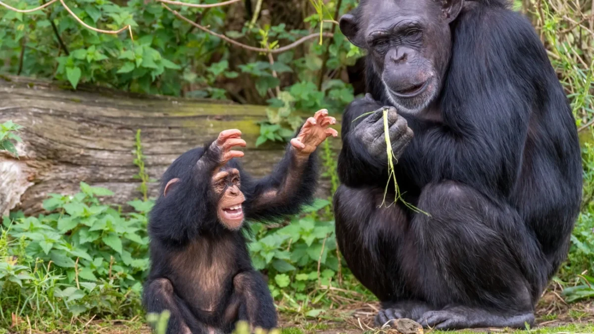 Šimpanz s mládětem.