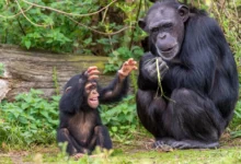 Šimpanz s mládětem.