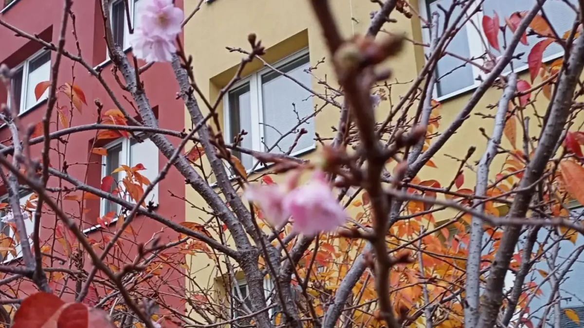 Rozkvetlá sakura 5. listopadu 2025