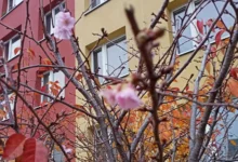 Rozkvetlá sakura 5. listopadu 2025