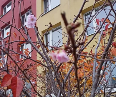 Rozkvetlá sakura 5. listopadu 2025