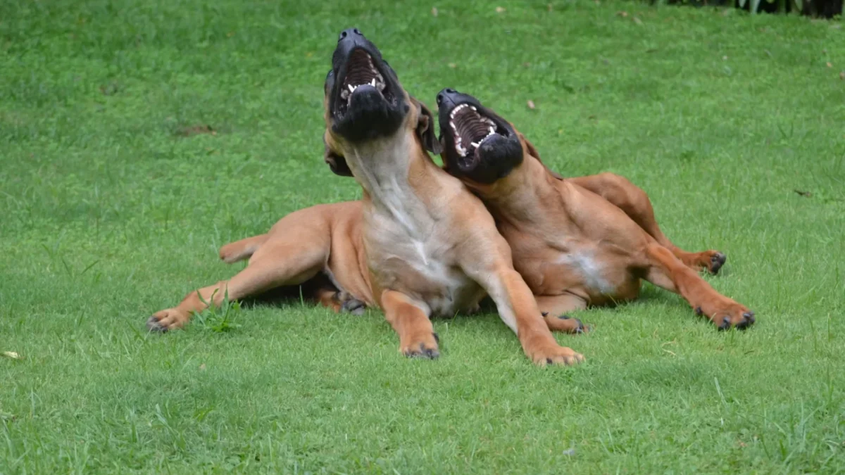 Dva smějící se psi na trávě.