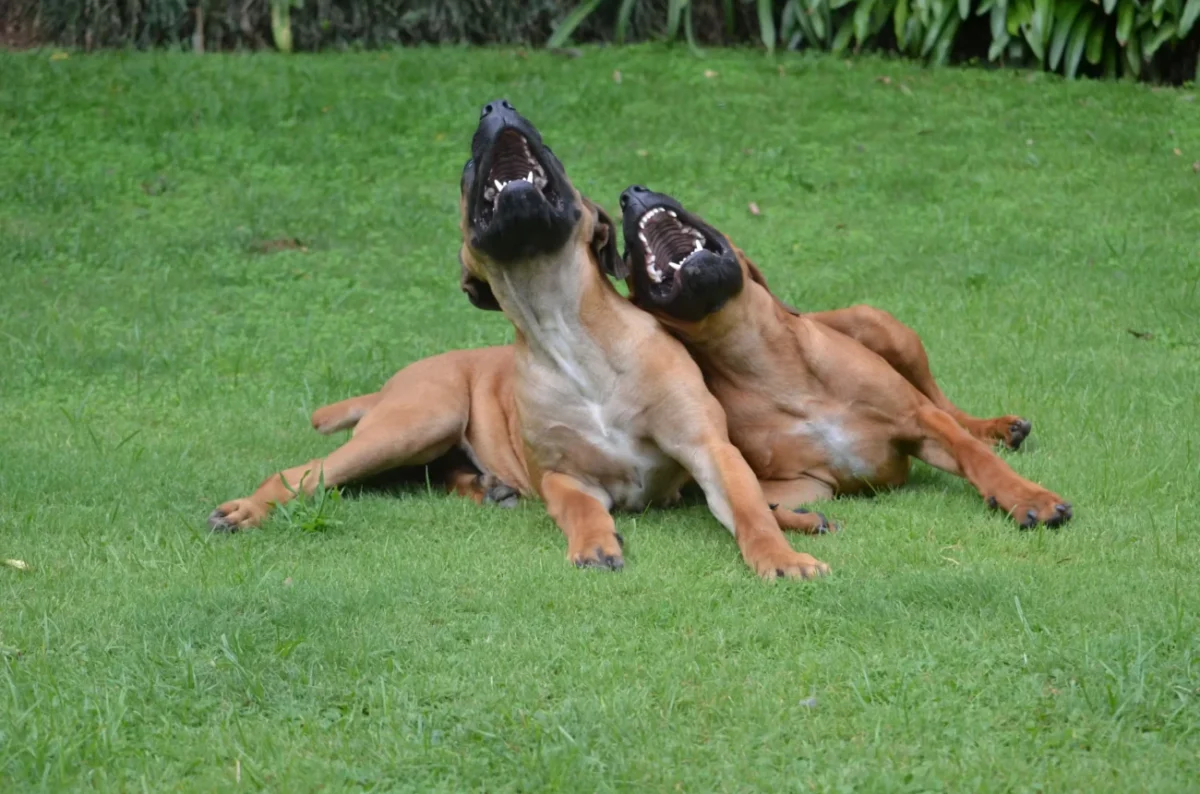 Dva smějící se psi na trávě.