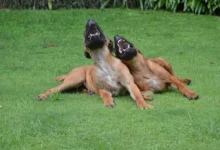 Dva smějící se psi na trávě.