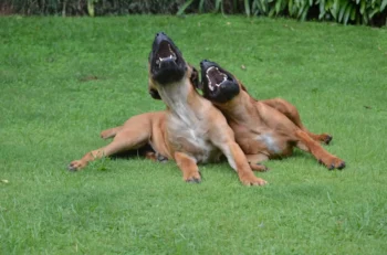 Dva smějící se psi na trávě.