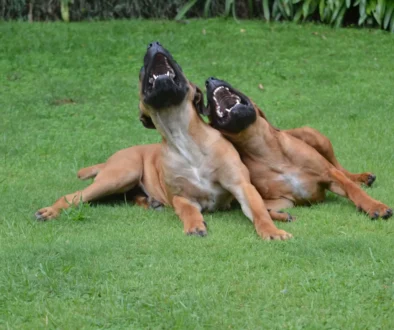 Dva smějící se psi na trávě.