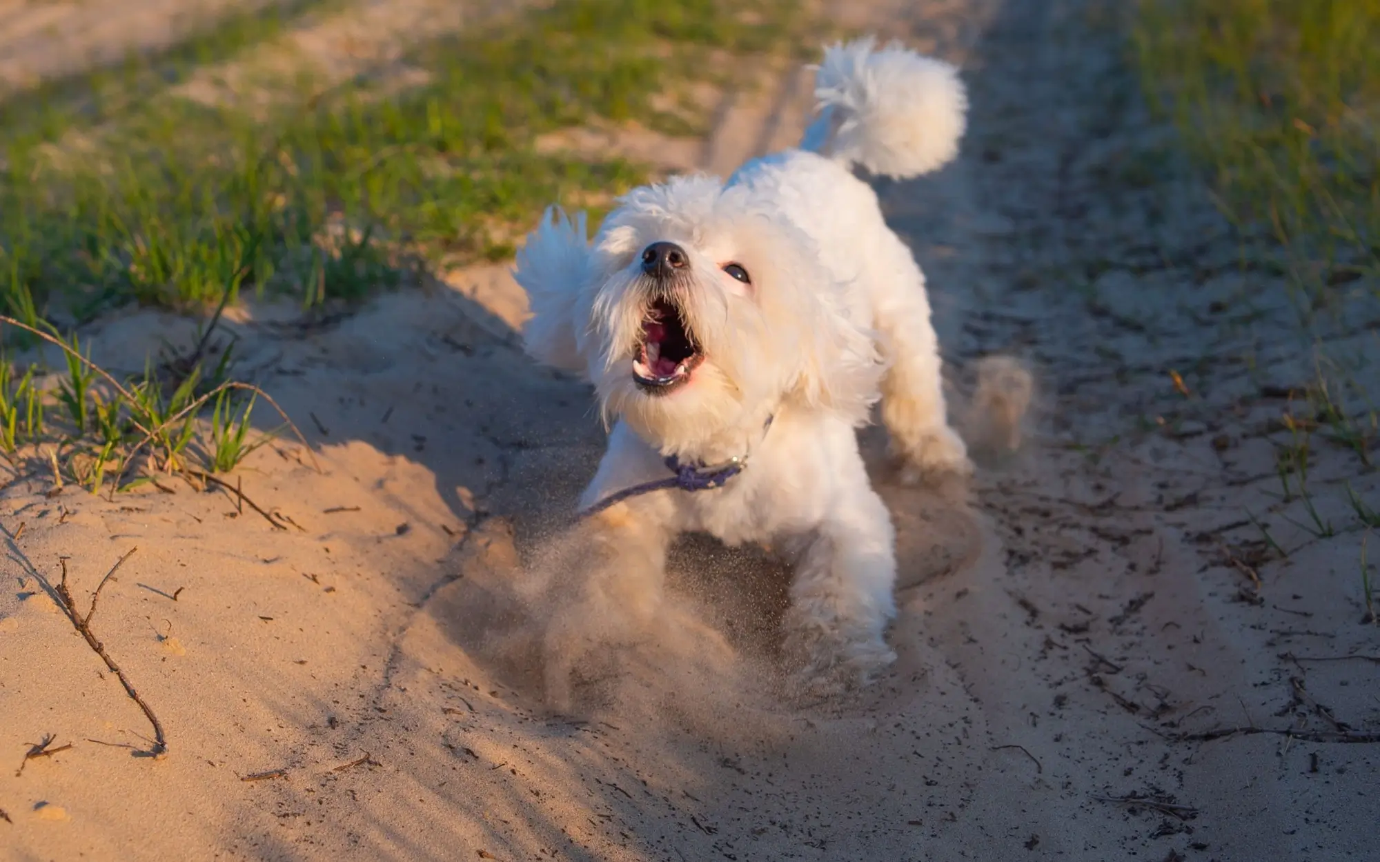 Shutterstock_1829977136 | TVGURU.cz pes štěká