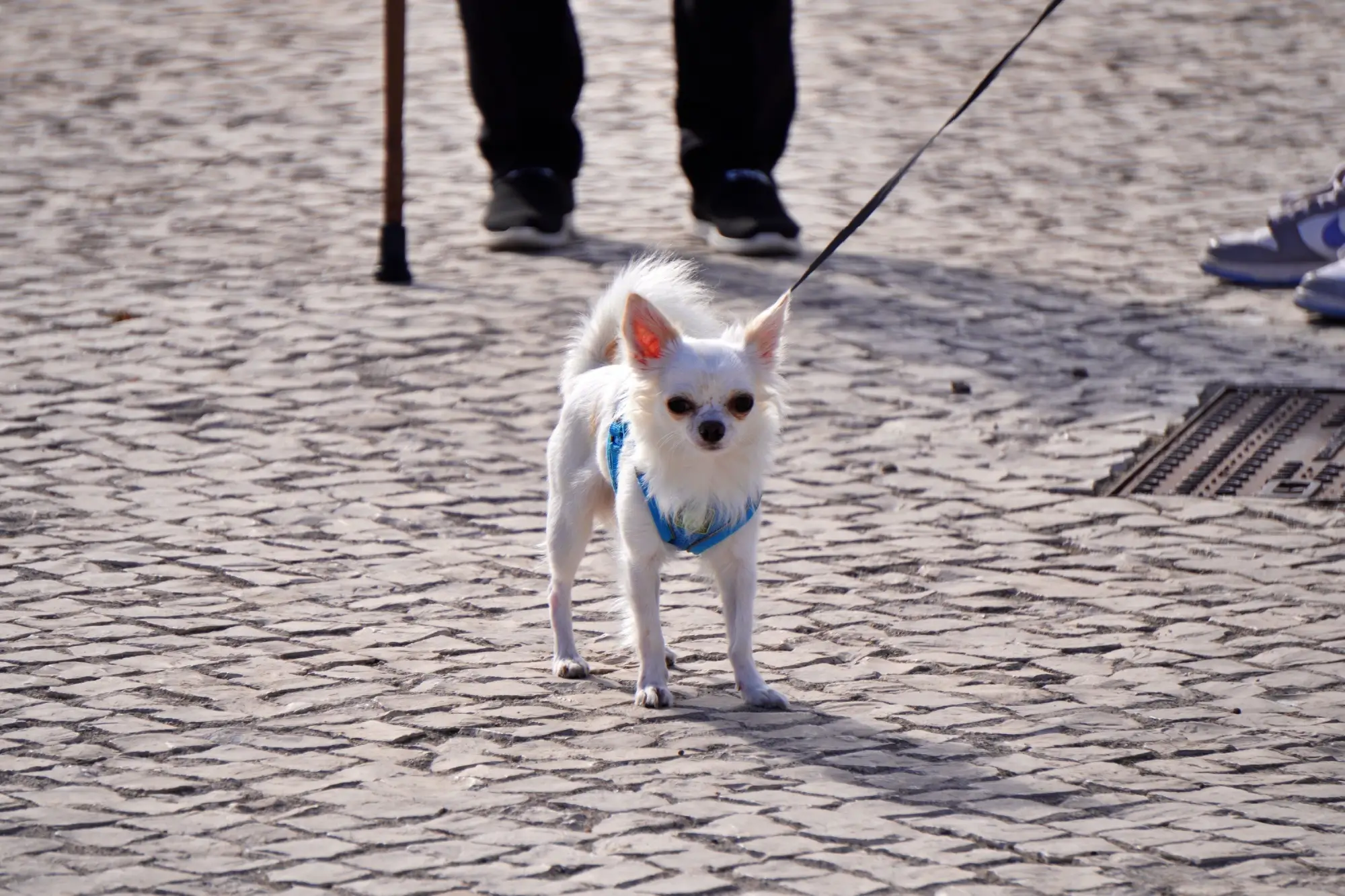Shutterstock_2675972067 | TVGURU.cz čivava na vodítku