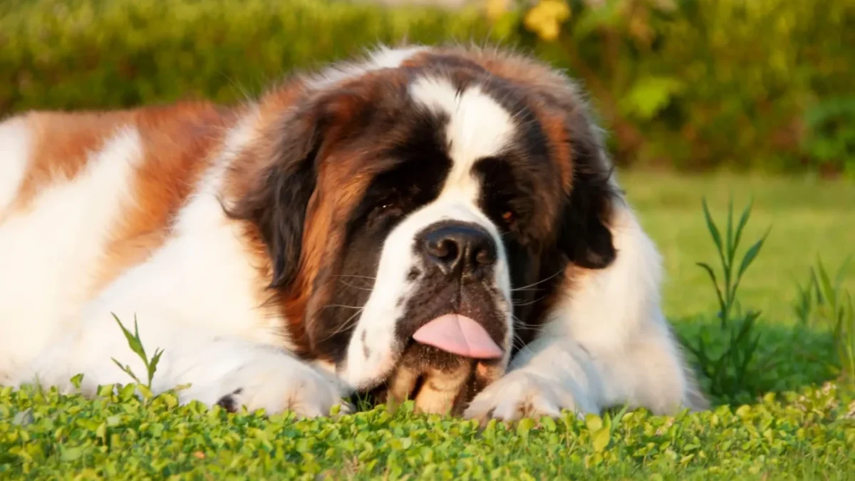 bernardýn leží na trávníku s vyplazeným jazykem