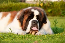 bernardýn leží na trávníku s vyplazeným jazykem