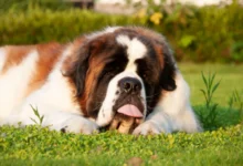 bernardýn leží na trávníku s vyplazeným jazykem