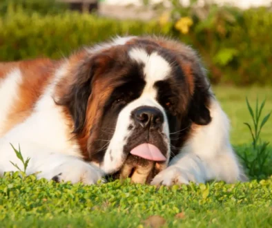 bernardýn leží na trávníku s vyplazeným jazykem