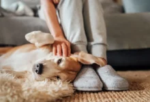 Žena si hladí pejska, který jí leží u nohou.