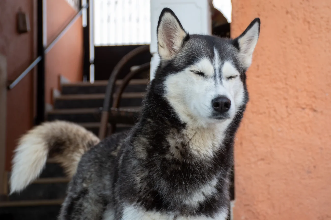 Husky se tváří naštvaně. 