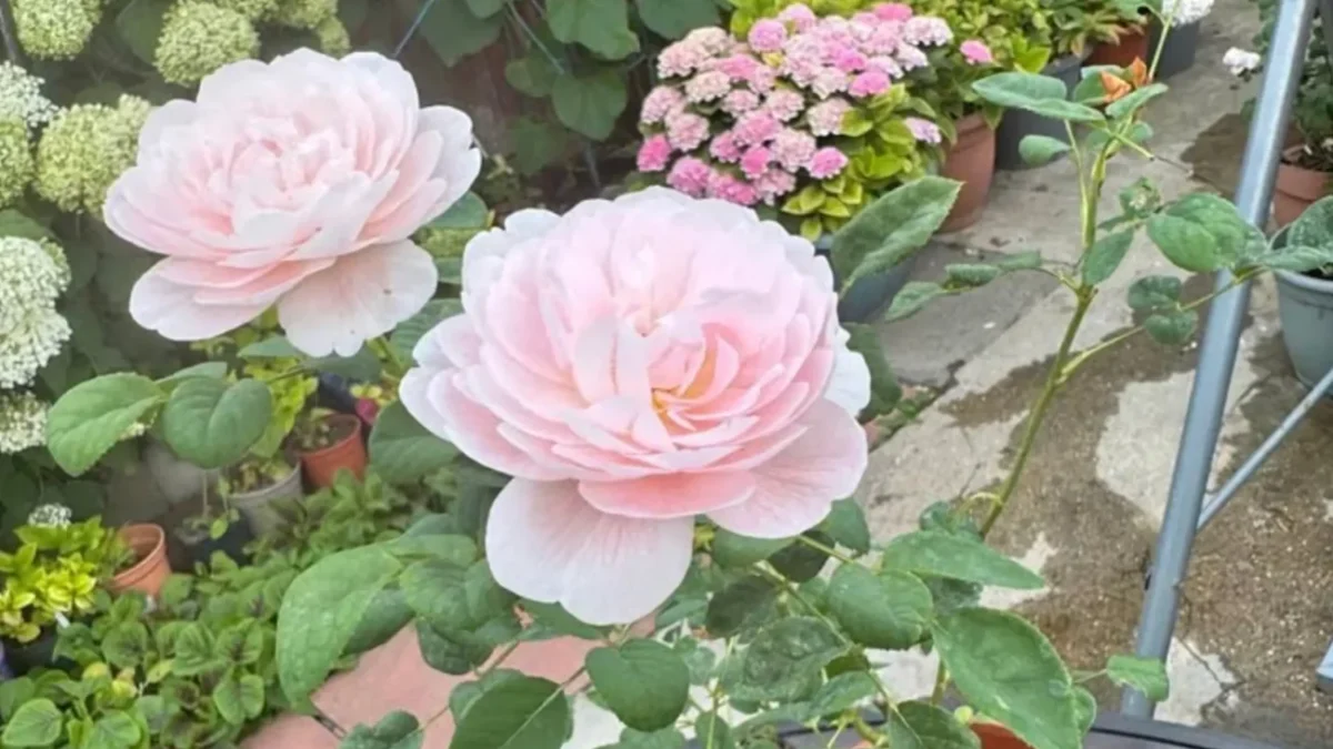 růže kvete v zahradě