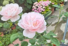 růže kvete v zahradě